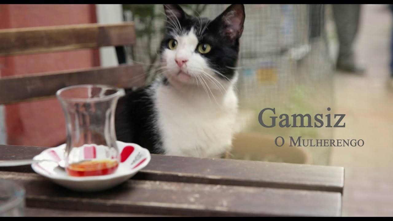 Cr&iacute;tica: “Gatos” (Kedi)