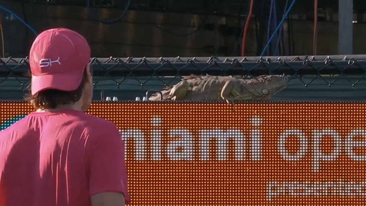 , Aquele momento em que uma iguana decide ser protagonista de um encontro em pleno Miami Open!