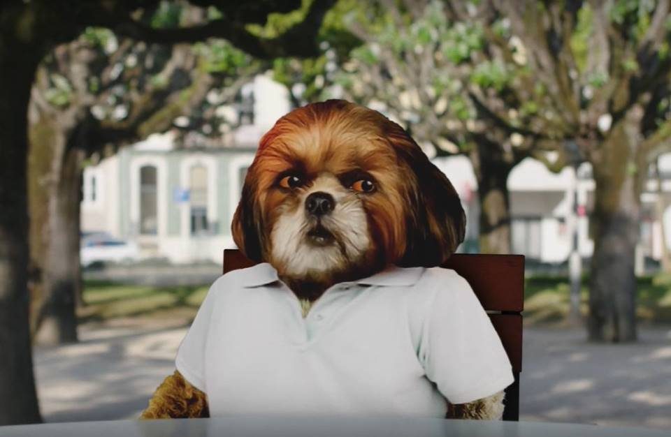 Bruno Aleixo, o c&atilde;o inspirado em ewoks mais trabalhador de sempre