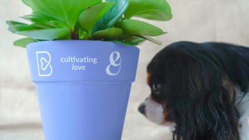 barkyn, Barkyn &#038; Curae juntam-se para criar edição especial de planta pet-friendly