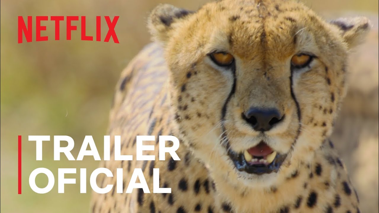 Animal | Trailer oficial | Netflix, Animal | Trailer oficial | Netflix
