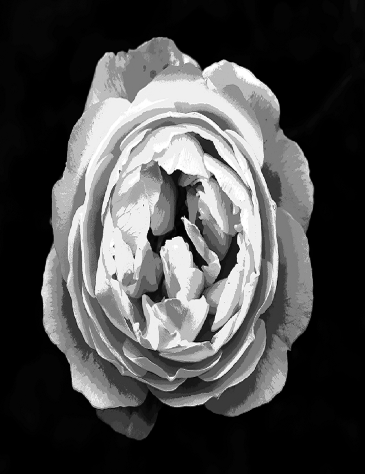 Ter&ccedil;as com Saramago – Era apenas uma Flor…