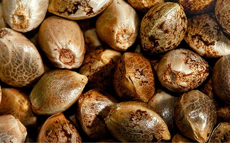 O crescimento do cultivo pessoal: a ascens&atilde;o da Growbarato.net e as sementes feminizadas