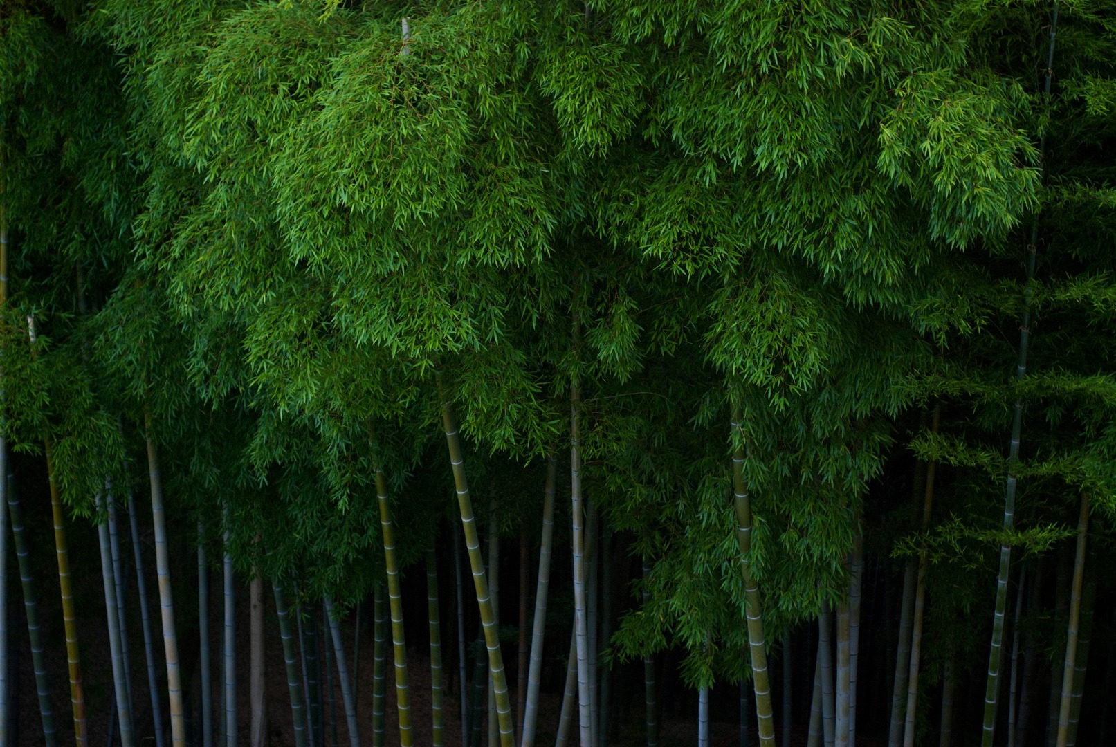 Xiaomi compromete-se a reduzir emiss&otilde;es de GEE em 98% at&eacute; 2040