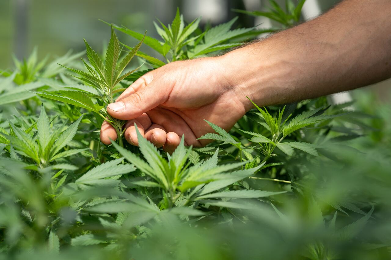 C&acirc;nhamo: Ser&aacute; realmente o futuro da cultura eco-respons&aacute;vel?