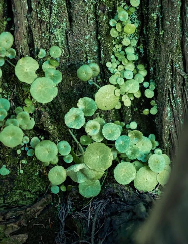 Oficina de artista – Com a Natureza